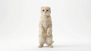 中毒性EDM ⚡スコティッシュフォールド 🎧▶ フルはチャンネルで！ #作業用BGM #運動用BGM #edm #kawaiiedm